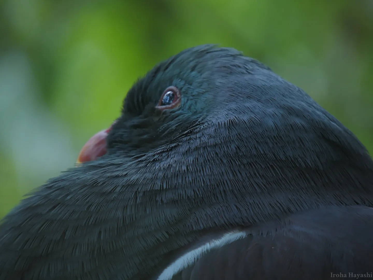 Print image